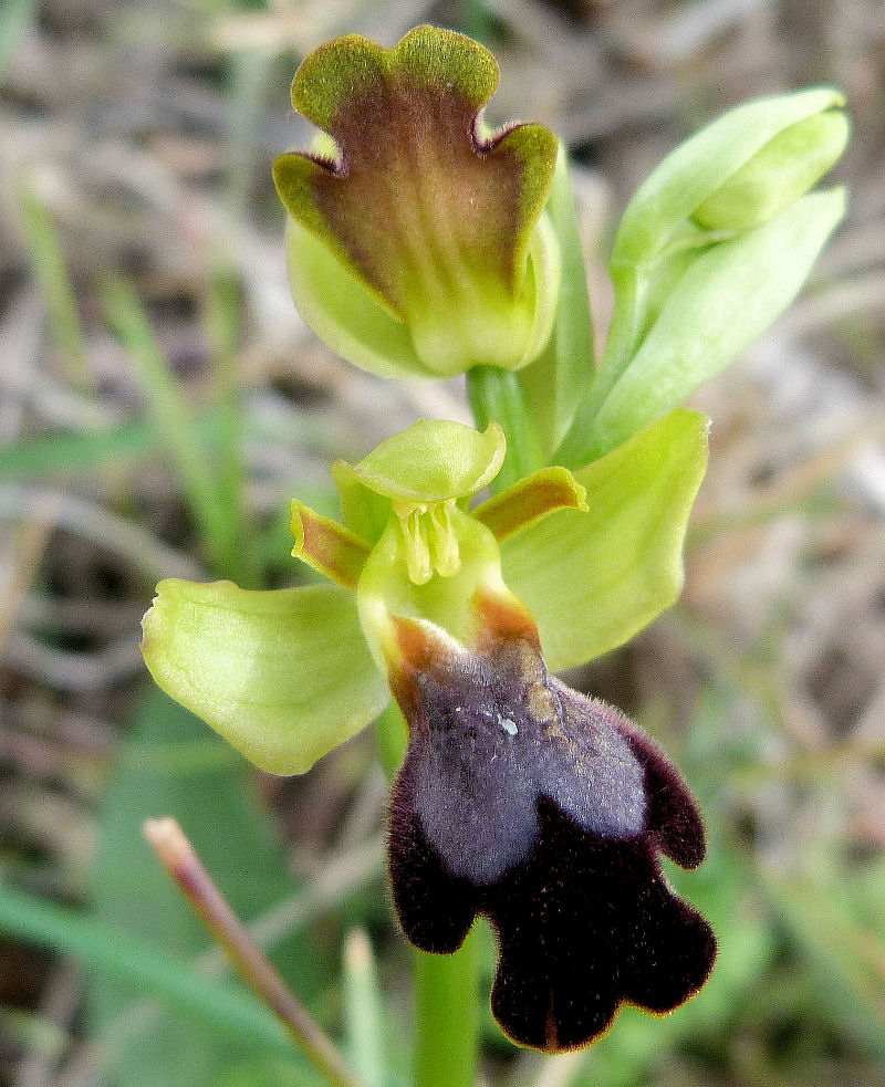 Orchidea iridescente